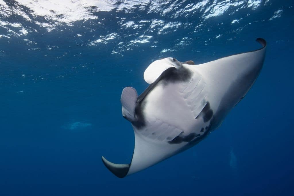 RAY